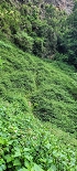 Plants: image 52 Of 208 Thumb